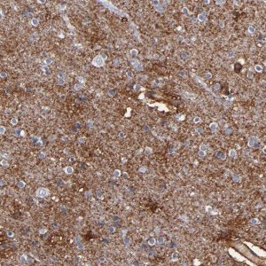 Anti-PLSCR4 antibody produced in rabbit 