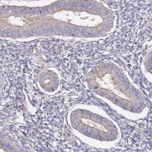 Anti-PLXDC2 antibody produced in rabbit 