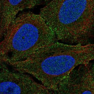 Anti-PLXNA4 antibody produced in rabbit 
