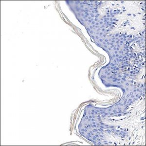 Anti-PLXNB3 antibody produced in rabbit HPA000230-100UL