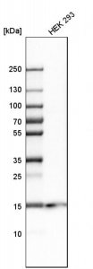 Anti-PMAIP1 antibody produced in rabbit HPA051063-100UL