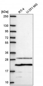 Anti-PMEPA1 antibody produced in rabbit 