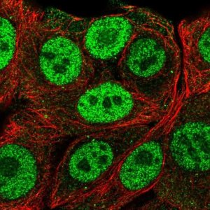 Anti-PMF1 antibody produced in rabbit 
