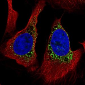 Anti-PMFBP1 antibody produced in rabbit 