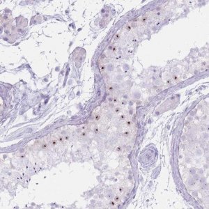 Anti-PNMA3 antibody produced in rabbit 