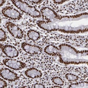 Anti-PNN antibody produced in rabbit 