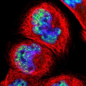 Anti-PNN antibody produced in rabbit 
