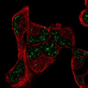 Anti-PNRC1 antibody produced in rabbit 