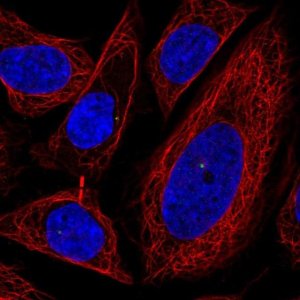Anti-POFUT1 antibody produced in rabbit 