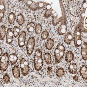 Anti-POGK antibody produced in rabbit 