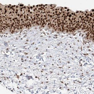 Anti-POGK antibody produced in rabbit 