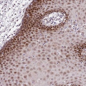 Anti-POLE3 antibody produced in rabbit 