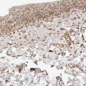 Anti-POLH antibody produced in rabbit 