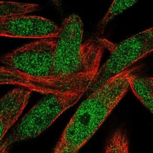 Anti-POLN antibody produced in rabbit 