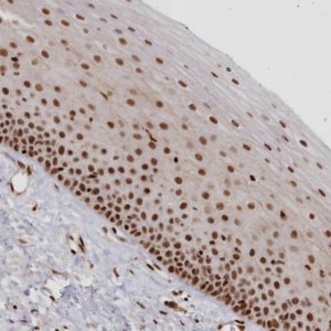 Anti-POLR2B antibody produced in rabbit 