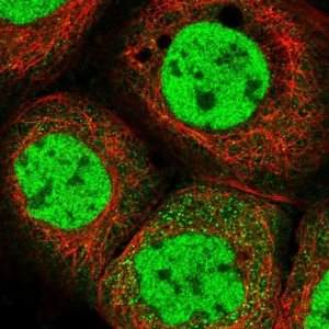 Anti-POLR2B antibody produced in rabbit 