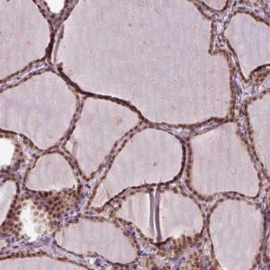Anti-POLR2G antibody produced in rabbit 