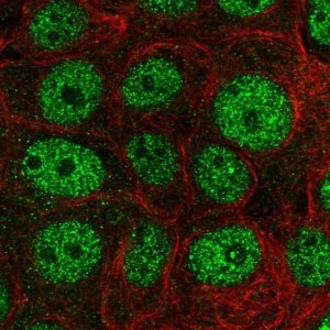Anti-POLR2G antibody produced in rabbit 