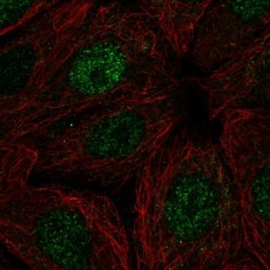 Anti-POLR2I antibody produced in rabbit 