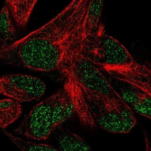 Anti-POLR3F antibody produced in rabbit 