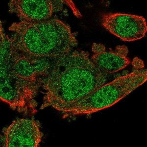 Anti-POLR3G antibody produced in rabbit 