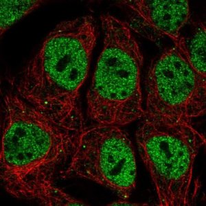 Anti-POU2F1 antibody produced in rabbit 