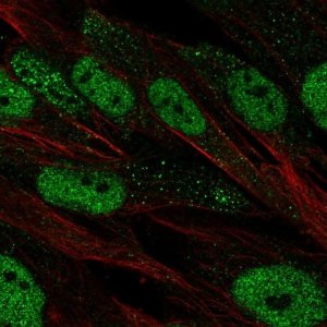Anti-POU2F2 antibody produced in rabbit 
