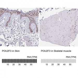 Anti-POU2F3 antibody produced in rabbit 