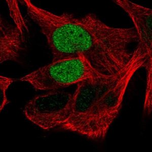 Anti-POU3F1 antibody produced in rabbit 