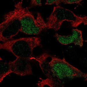 Anti-POU3F4 antibody produced in rabbit 