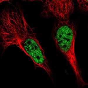 Anti-POU4F3 antibody produced in rabbit 