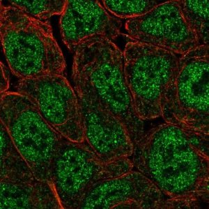 Anti-POU5F1B antibody produced in rabbit 