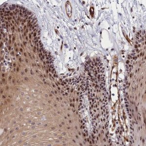 Anti-PPAN antibody produced in rabbit 