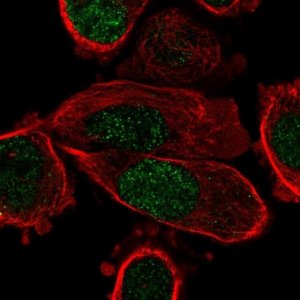 Anti-PPARG antibody produced in rabbit 