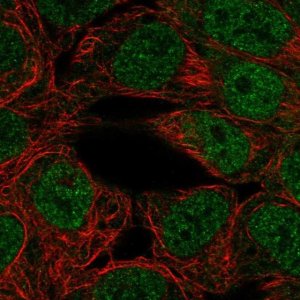 Anti-PPARGC1B antibody produced in rabbit 