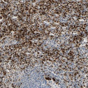 Anti-PPBP antibody produced in rabbit 