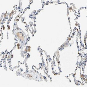 Anti-PPBP antibody produced in rabbit 