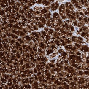 Anti-PPEF1 antibody produced in rabbit 
