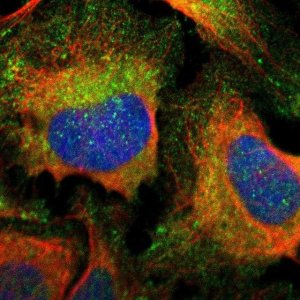 Anti-PPFIA1 antibody produced in rabbit 