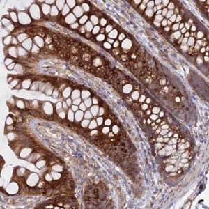 Anti-PPIC antibody produced in rabbit 