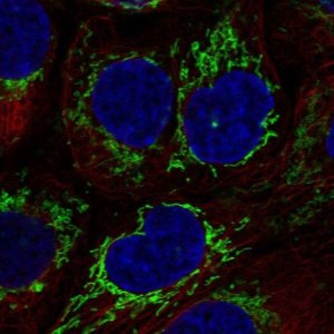 Anti-PPIF antibody produced in rabbit 