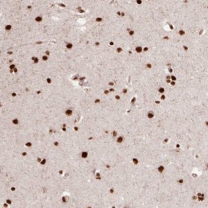 Anti-PPIG antibody produced in rabbit 
