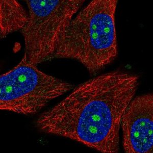Anti-PPIL1 antibody produced in rabbit 