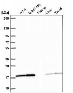 Anti-PPIL1 antibody produced in rabbit 