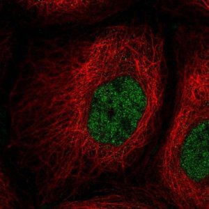 Anti-PPIL2 antibody produced in rabbit 