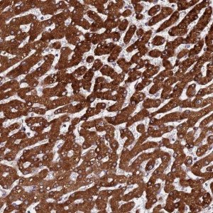 Anti-PPM1H antibody produced in rabbit 