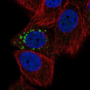 Anti-PPM1J antibody produced in rabbit 