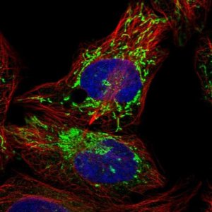Anti-PPM1K antibody produced in rabbit 