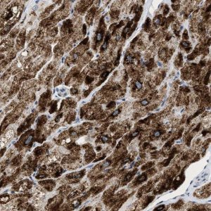 Anti-PPM1L antibody produced in rabbit 