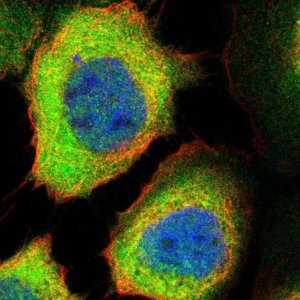 Anti-PPM1L antibody produced in rabbit 
